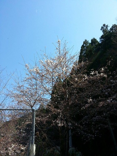 まだ蕾が残る桜の枝