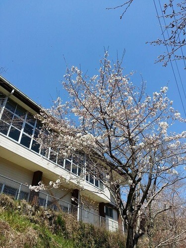 体育館の真下の桜
