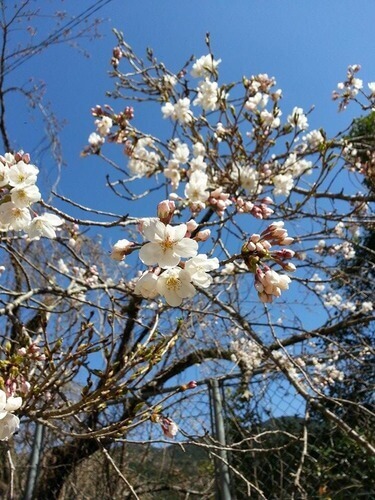 まだ蕾が残る桜の枝