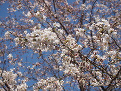 満開になった桜