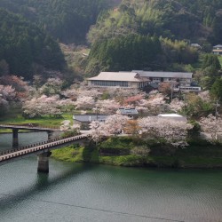 平山の桜
