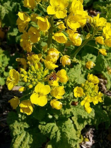 平山の風景　ミツバチが春に向けて勤しむ