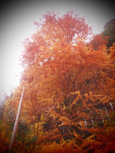 平山地区の数少ない紅葉も見頃