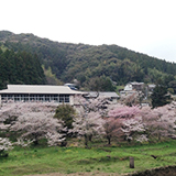 ほっと平山周辺の桜は圧倒的な景色