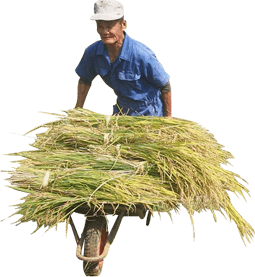 刈り取った稲を運ぶおじいちゃん