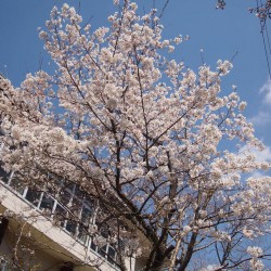 満開に近い桜の様子